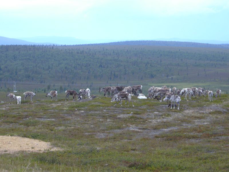 Nordkap 2009 140.jpg